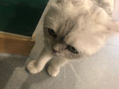 -飞行喵MR PILOT|猫舍·猫咖(静安大融城店)