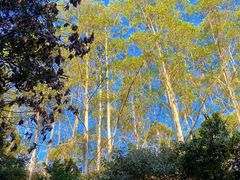 -黄埔油麻山森林公园