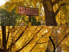 -三里屯东五街银杏大道