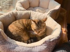 -爱侣宠医·鹦鹉专科·小型哺乳类·异宠专科(灵石路店)