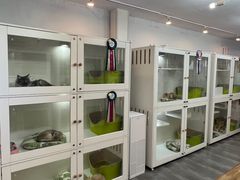 -青奢宠物·青奢猫舍