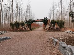 -合肥滨湖国家森林公园