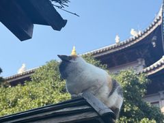 -龙华素斋(龙华路店)