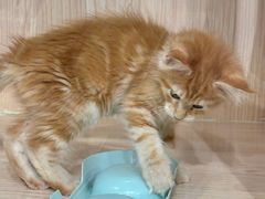 -爪爪喵星球·猫舍(卓悦中心店)