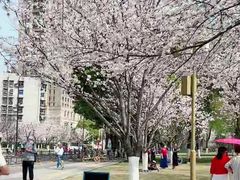 -西北湖绿化广场