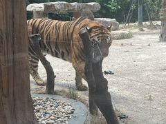 -上海野生动物园