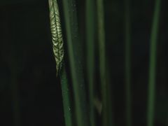 -秋霞圃