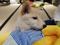 -逗柴咖啡屋·狗咖猫咖宠物桌游