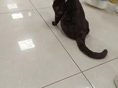 -北京观赏动物医院·24小时大型综合·猫专科·异宠专科
