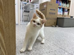 -四月宠物医院·猫专科·心脏专科·内科(转塘店)