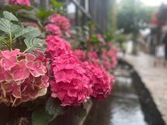 -蘑统田下·野生菌火锅