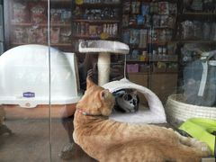 -奶牛家宠物酒店(嘉宏云顶店)
