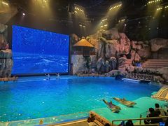 -芜湖新华联大白鲸海洋公园