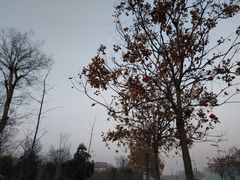 -安阳东站