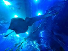 -成都浩海立方海洋公园