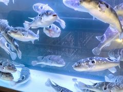 -肆月河豚·淮扬菜·湘菜(华天店)