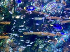 -上海海洋水族馆