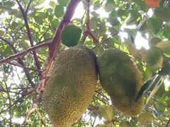 -侯臣咖啡文化村