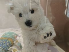 -翊宠yipet猫狗购宠庄园犬舍•猫舍