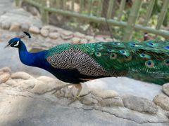 -栾川竹海野生动物园