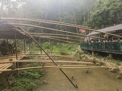-西双版纳原始森林公园