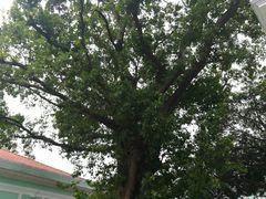 -龙环葡韵住宅式博物馆