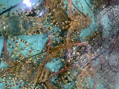 -渔民新村(番禺总店)