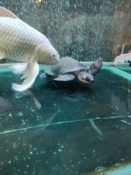 -Zoolung Zoolung动物主题公园(海信广场店)