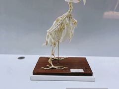 -重庆自然博物馆(新馆)