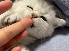 -瑞派动物医院·绝育·犬猫全科·预防医学(光景江南中店)