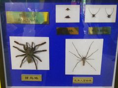 -上海昆虫博物馆