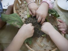 -胡姬港湾幼儿园(龙华丰谷园)