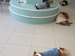-怪兽屋·羊驼·猫咖·狗咖(俊华广场店)