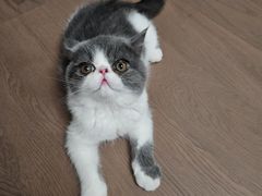 -派特宠物医院(圆融广场店)