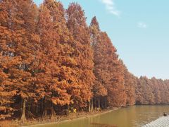 -上海海湾国家森林公园