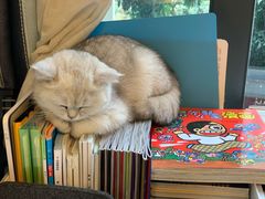 -lincat·猫舍(广州店)