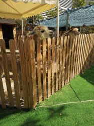 -萌宠亲子动物乐园(槐房万达店)