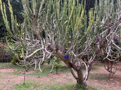 -中国科学院西双版纳热带植物园