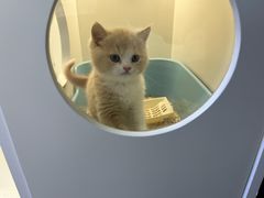 -小猫来了·猫舍(红山六九七九店)