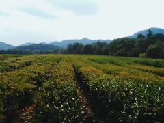 -中国茶叶博物馆(双峰馆区)