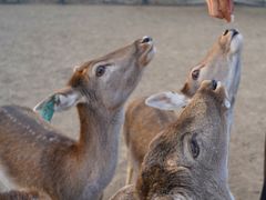 -北京麋鹿生态实验中心