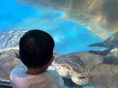 -海合安成都极地海洋公园
