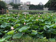-荔湾湖公园