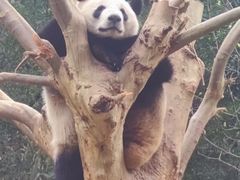 -都江堰中华大熊猫苑