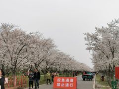 -天王浮山樱花园