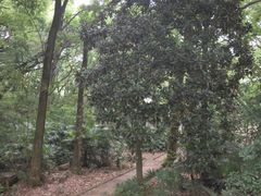 -武汉大学-樱园