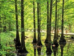 -桤木河湿地公园