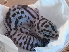 -酷以爬仙阁实体爬宠店·守宫·蜥蜴·专业繁育