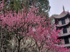 -成都杜甫草堂博物馆