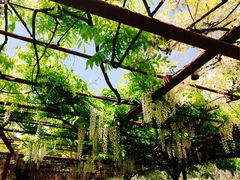 -嘉定紫藤园